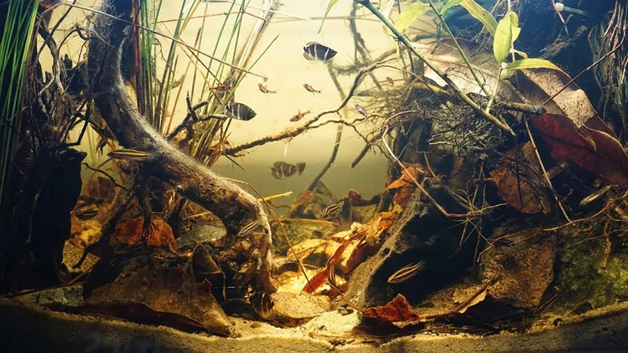 Bể biotop là gì?