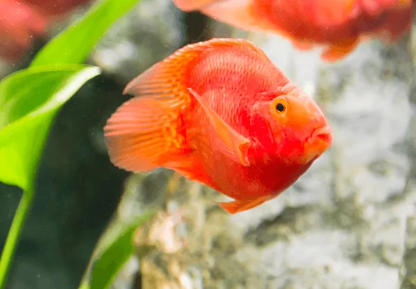 Bệnh thường gặp ở cá hồng két và cách phòng