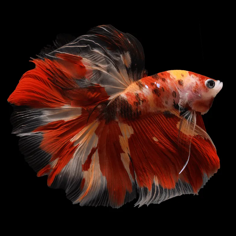 Cá Betta Koi Nemo