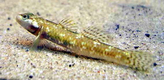 Cá bống Rhinogobius