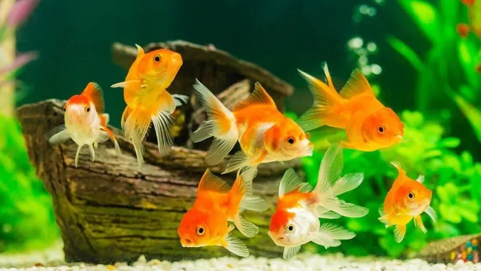 Cá cảnh ngủ như thế nào?