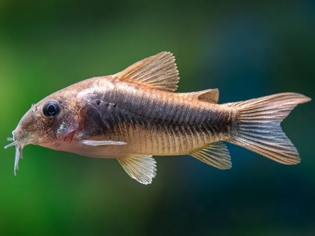 Cá chuột Corydoras
