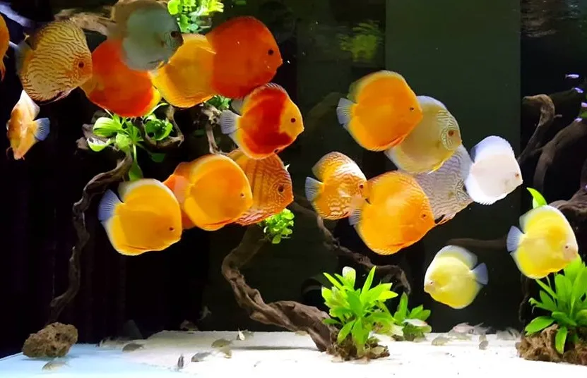 Cá đĩa có thể nuôi chung với cá nào?