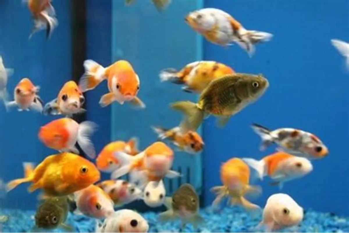 Cá ranchu mini có nuôi chung với cá khác được không?