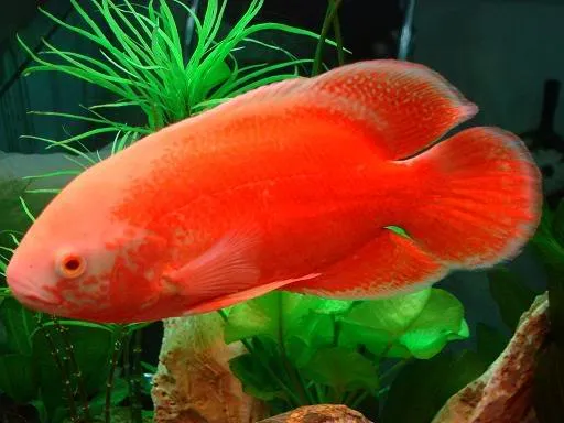 Cá tai tượng đỏ