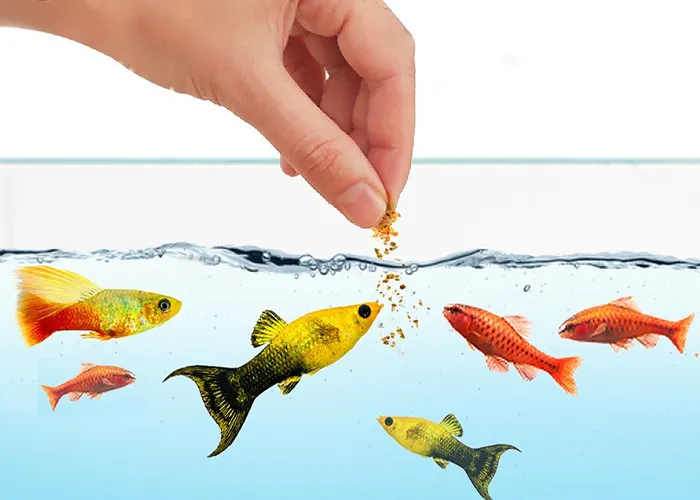 Cách chọn thức ăn cho cá cảnh theo từng nhóm cá