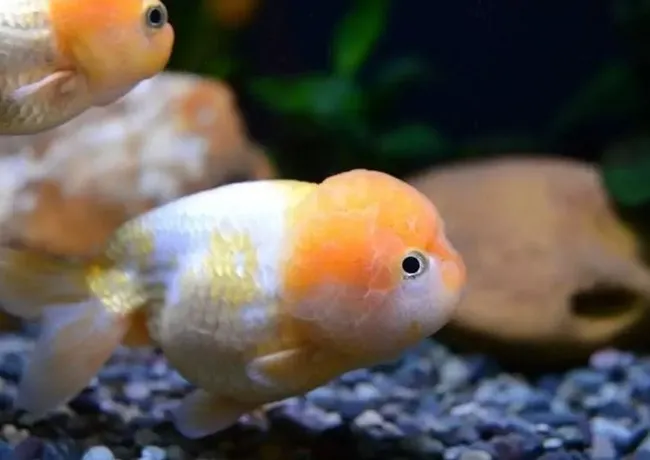 Cách nuôi cá ranchu mini cho người mới
