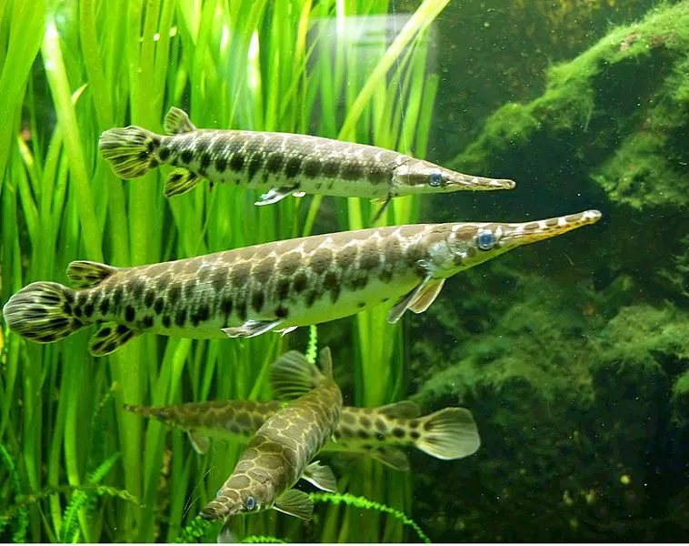 Đặc điểm nhận dạng của cá sấu hỏa tiễn