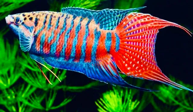 Giới thiệu về cá cờ cảnh