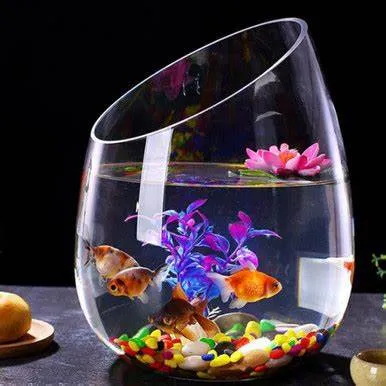 Nên nuôi cá gì trong bình thủy tinh?