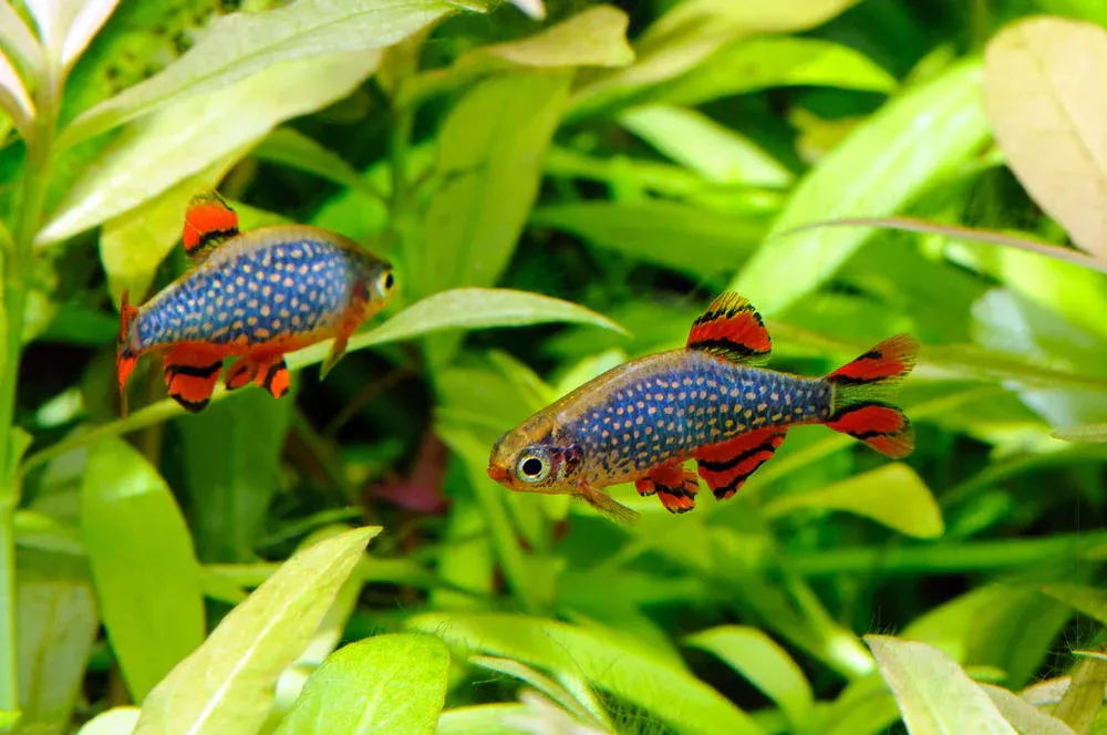 Nếu lỡ ăn cá cảnh thì phải làm sao?