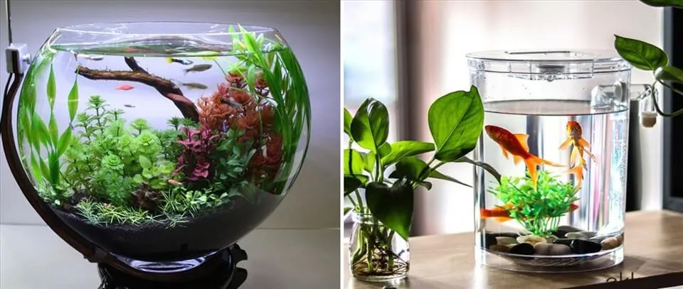Nuôi cá trong bình thủy tinh có được không?