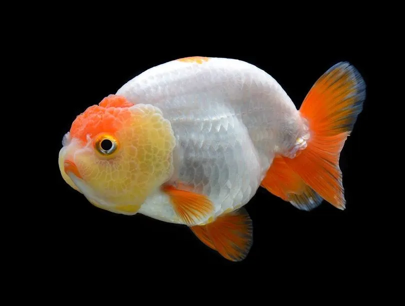 Vì sao cá ranchu mini được nhiều người yêu thích?