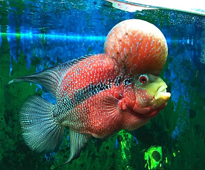 Cá La Hán đầu to