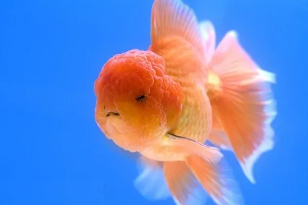 Cá vàng Oranda đầu lân
