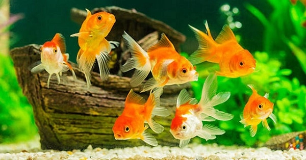 Cách chăm sóc cá cảnh mùa lạnh