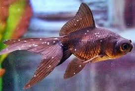 Dấu hiệu cá bị nấm trắng dễ nhận biết
