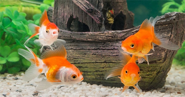 Những loài cá cảnh đẻ trứng phổ biến