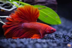 Cá cảnh có ngủ không?
