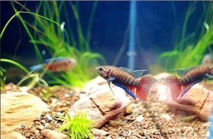 Cách nuôi cá cờ cảnh trong bể thủy sinh