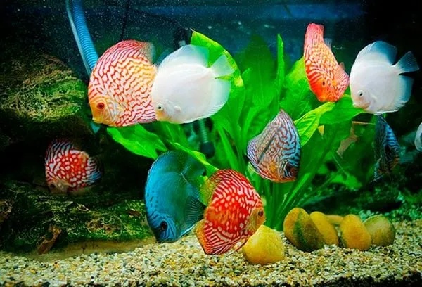 Cách nuôi cá đĩa cho người mới