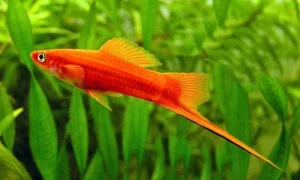 Cách nuôi cá kiếm cảnh khỏe và lên màu đẹp