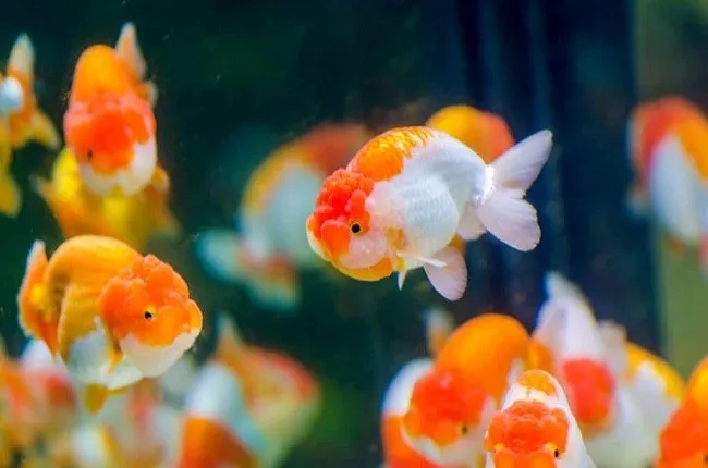 Giới thiệu về cá ranchu mini