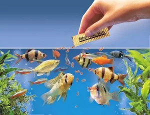 Thức ăn cho cá cảnh quan trọng như thế nào?