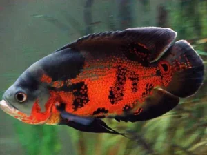 Tìm hiểu về cá tai tượng cảnh