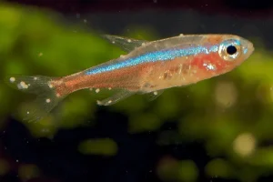 Tìm hiểu về ký sinh trùng trên cá cảnh