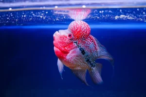 Cá cảnh đầu to là gì?