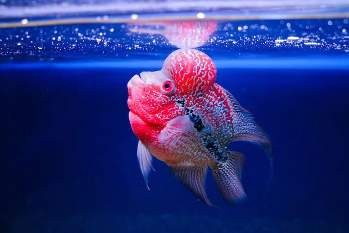 Cá cảnh đầu to là gì?